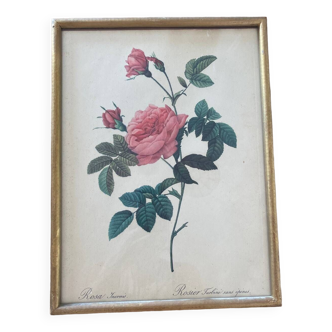 Lithograph PJ Redouté Turbinate rose