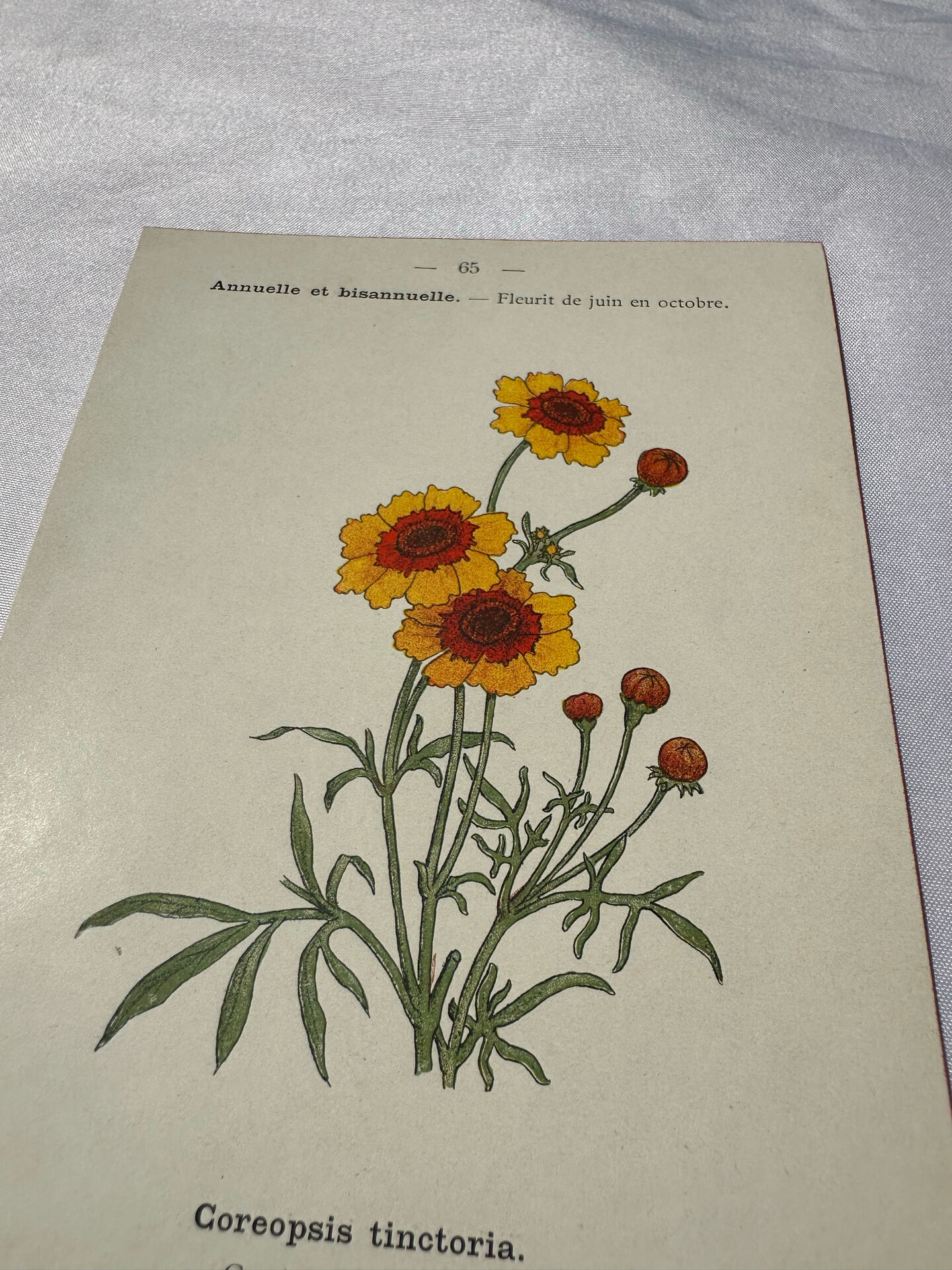 🌿 Botanical Plate Old Naturalist Engraving 19th Century Double-Sided