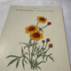 🌿 Botanical Plate Old Naturalist Engraving 19th Century Double-Sided