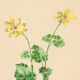Illustration ancienne 1948 - Ficaire par Strache - Planche fleur vintage
