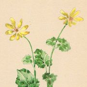 Illustration ancienne 1948 - Ficaire par Strache - Planche fleur vintage