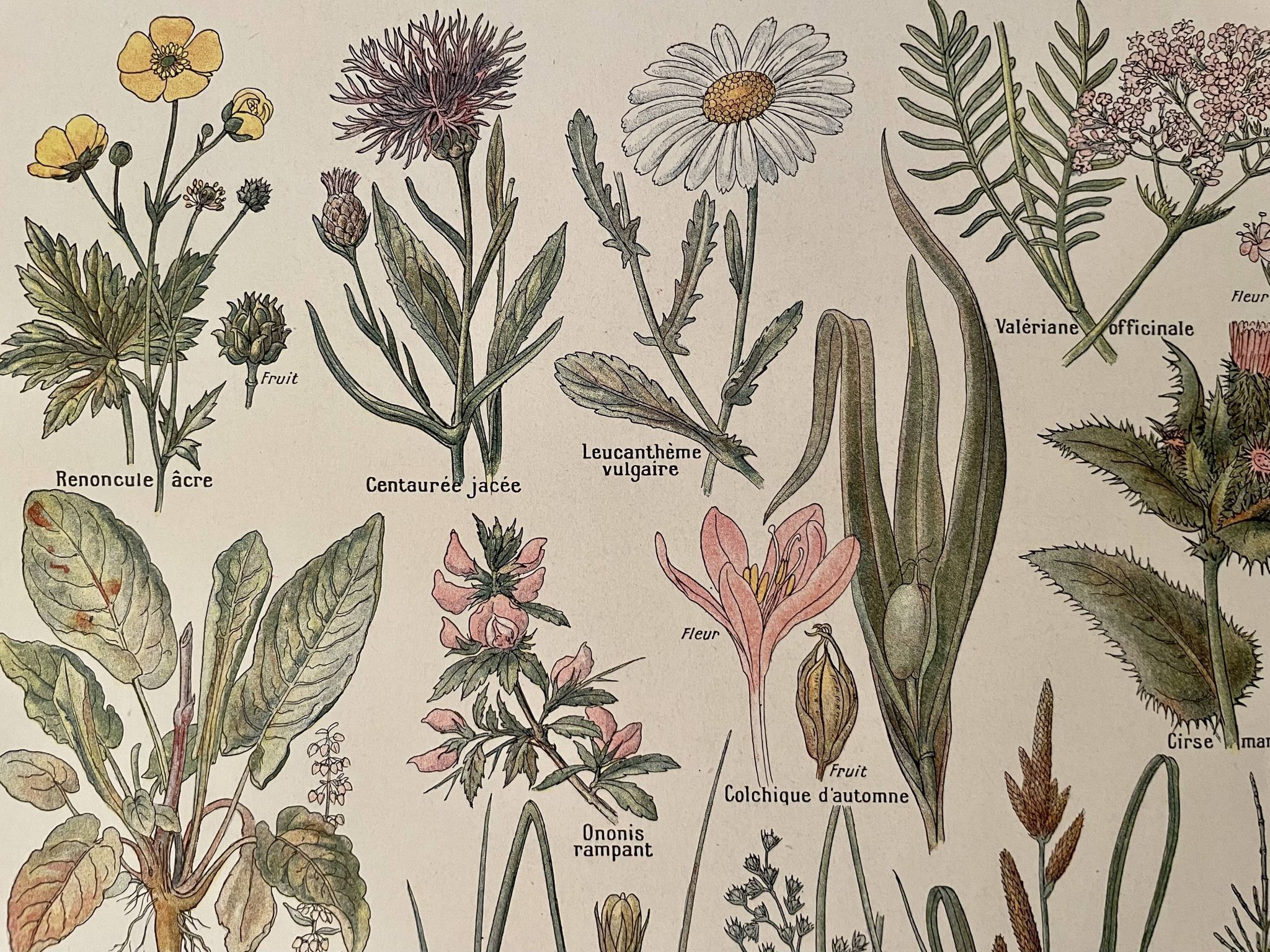 Lithographie sur les plantes de prairies XXXVI 1920