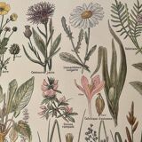 Lithograph on grassland plants (XXXVI)- 1920