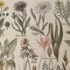 Lithograph on grassland plants (XXXVI)- 1920