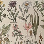 Lithographie sur les plantes de prairies XXXVI 1920