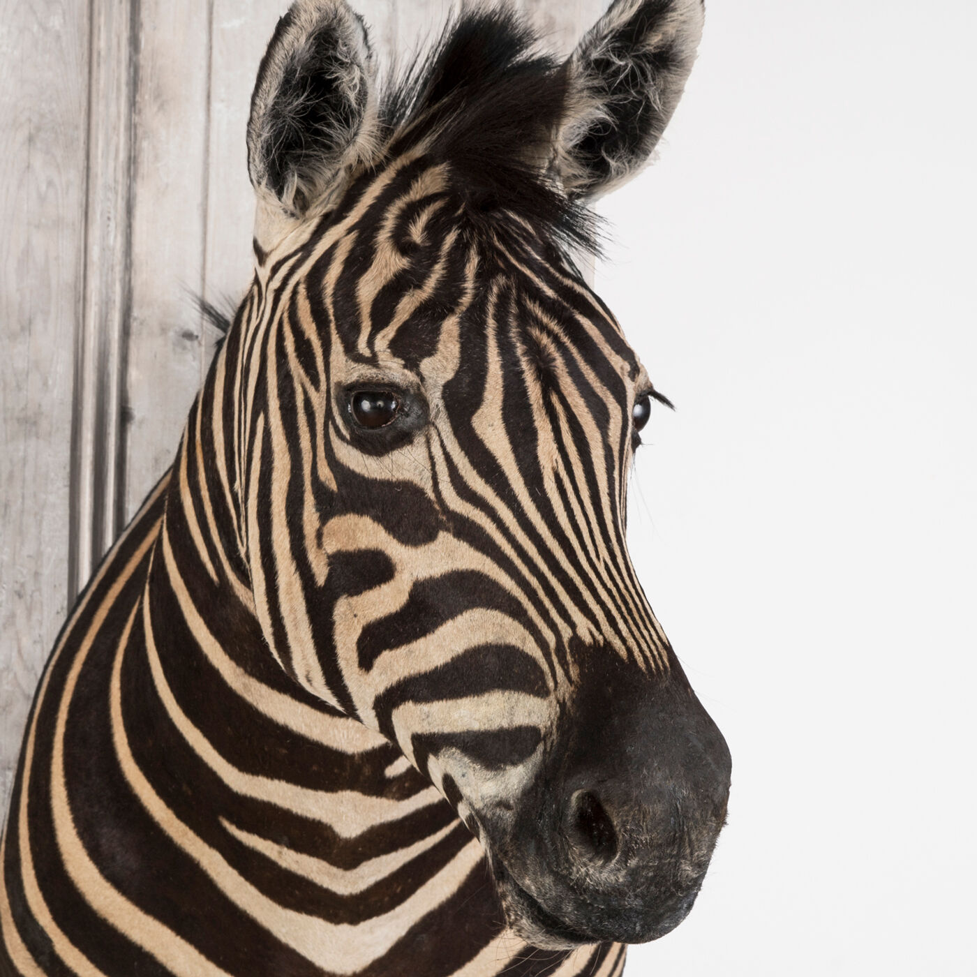 Zebra Taxidermy Set