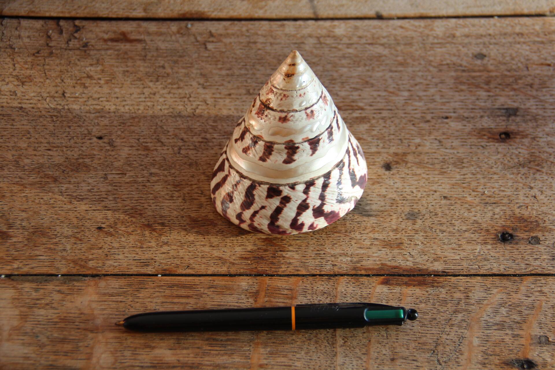 Trochus shell