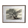 Ancienne lithographie gravure d’arbre encadrée à neuf