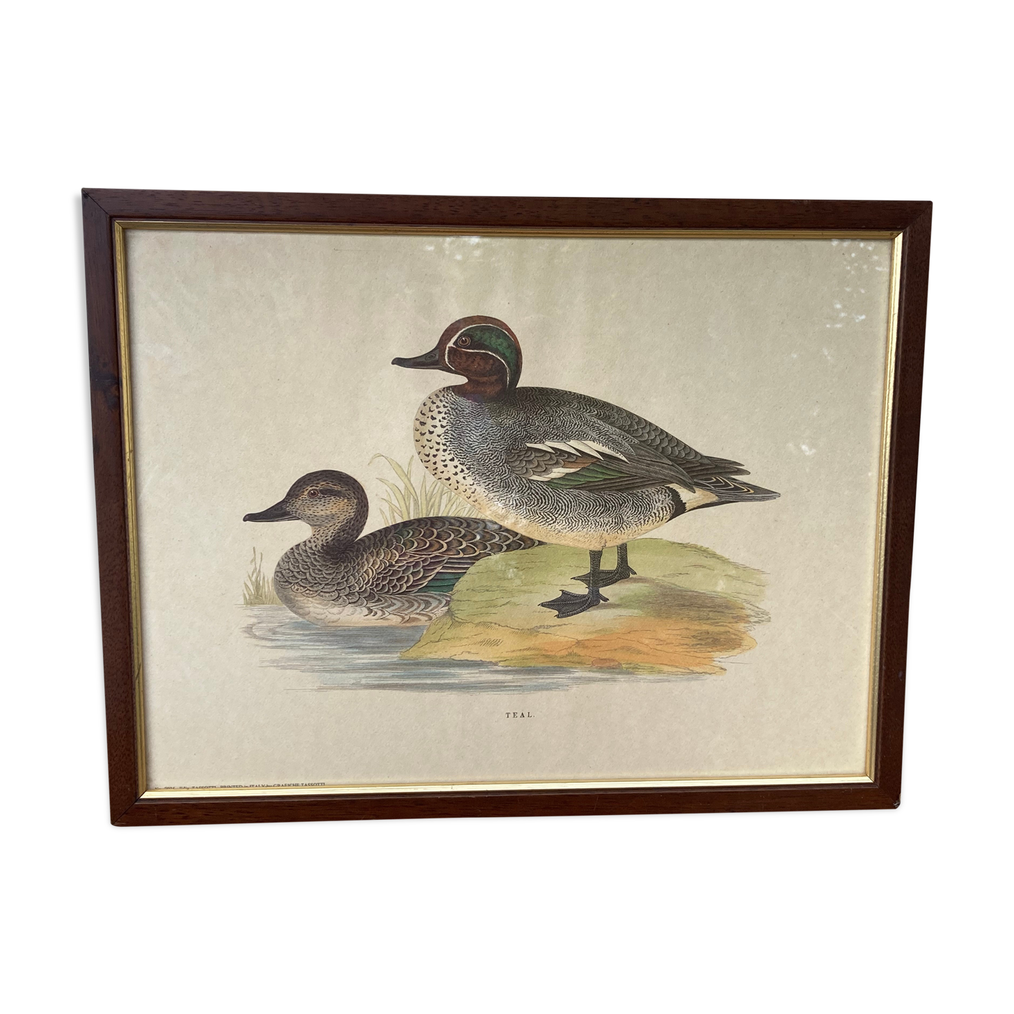 Antique engraving of duck wooden and gilded frame