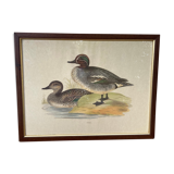 Antique engraving of duck wooden and gilded frame