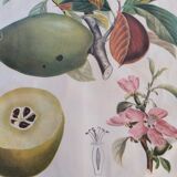 Affiche botanique cognassier