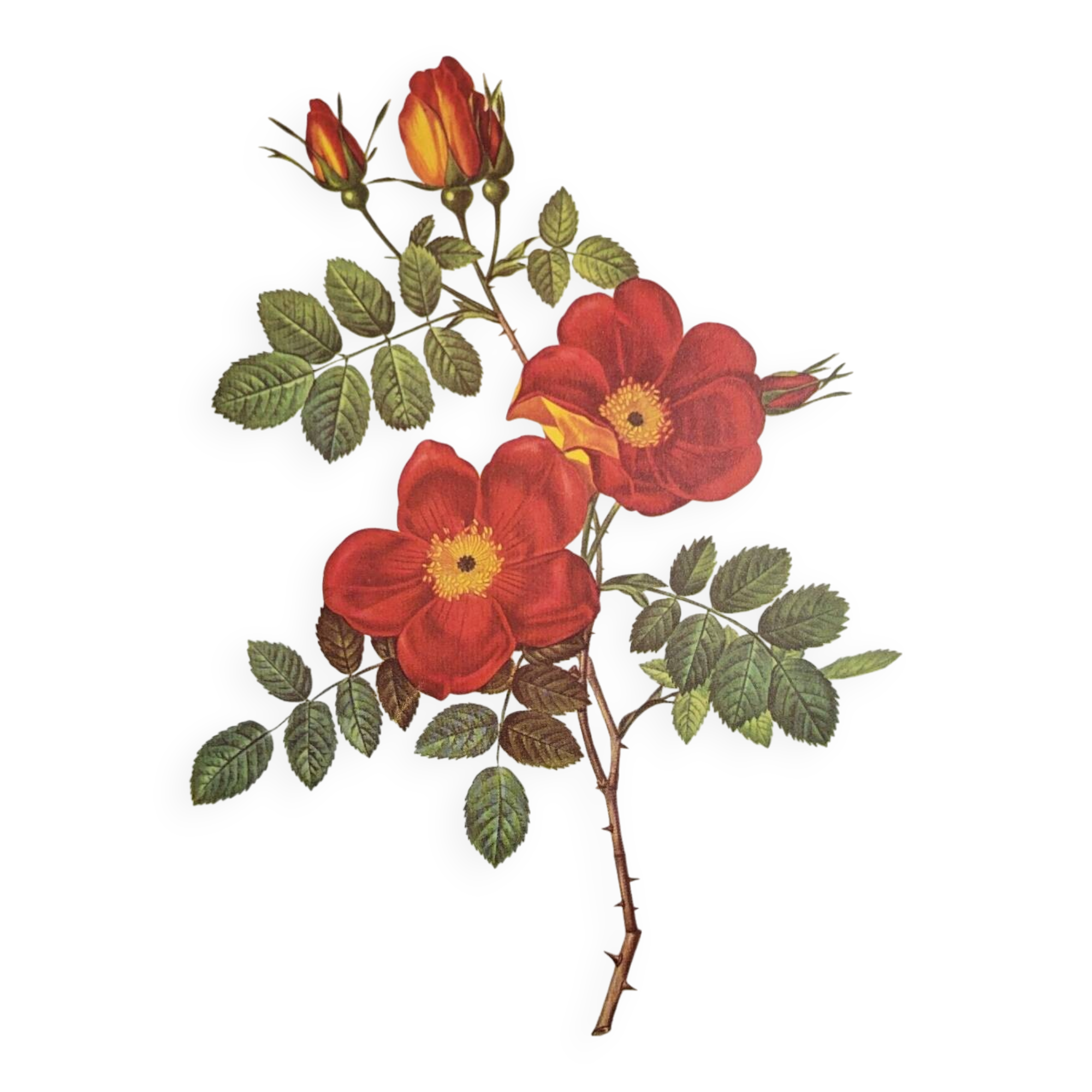 Botanical plate Wild Rose, P.J. Redouté, 1960