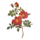 Botanical plate Wild Rose, P.J. Redouté, 1960