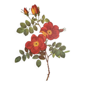 Botanical plate Wild Rose, P.J. Redouté, 1960
