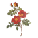Botanical plate Wild Rose, P.J. Redouté, 1960