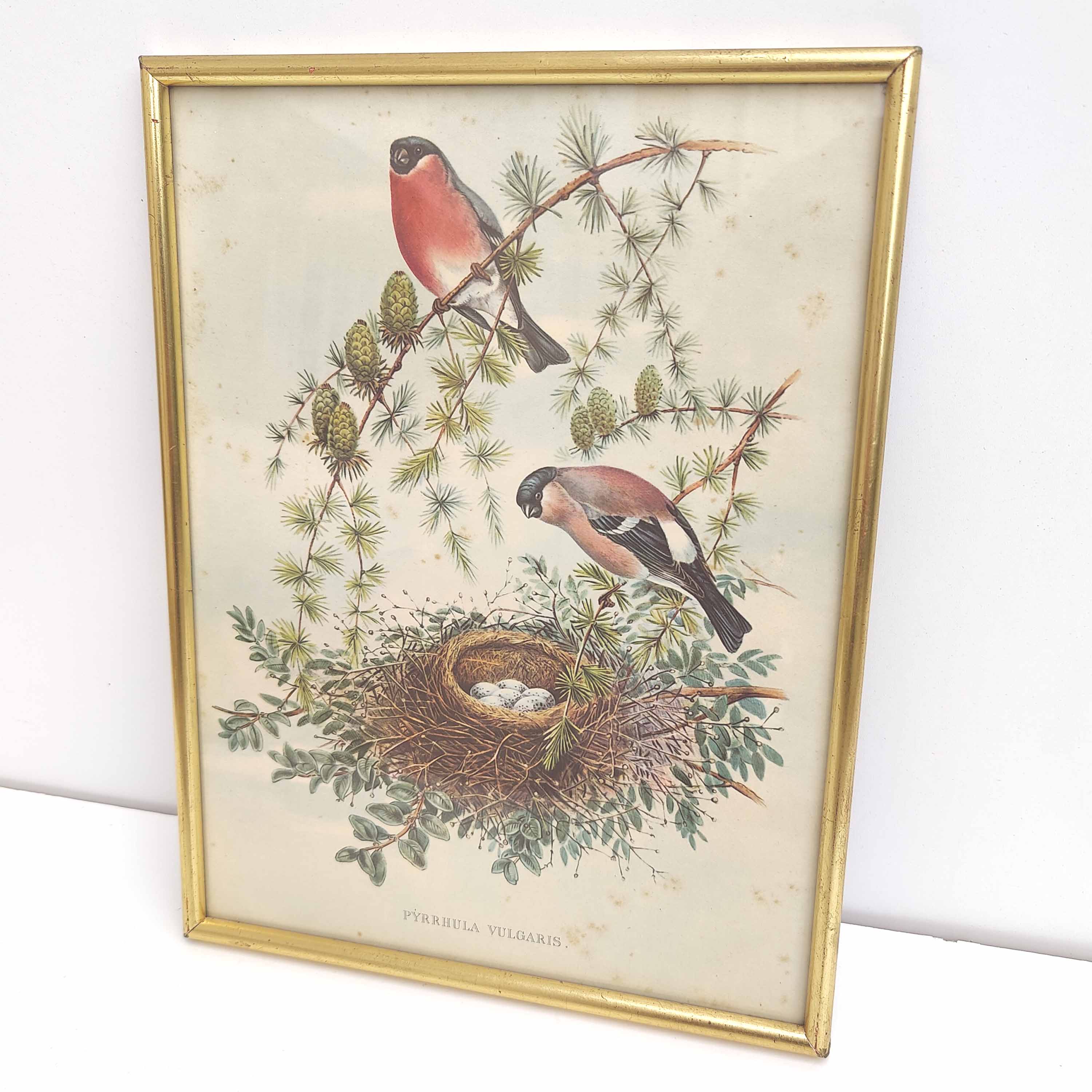 Golden frame illustration nest couple of birds