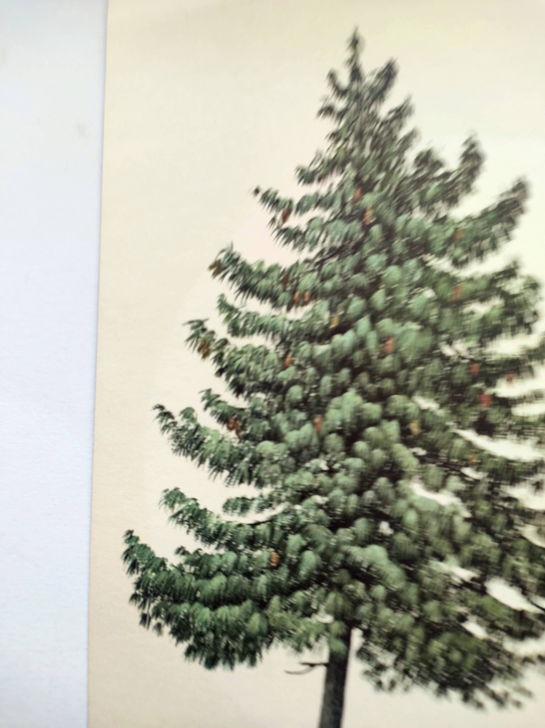 Illustration Pin Weymouth - Vintage Nature Botanical Tree Board 60s