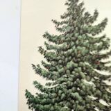 Illustration Pin Weymouth - Vintage Nature Botanical Tree Board 60s