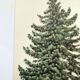 Illustration Pin Weymouth - Vintage Nature Botanical Tree Board 60s