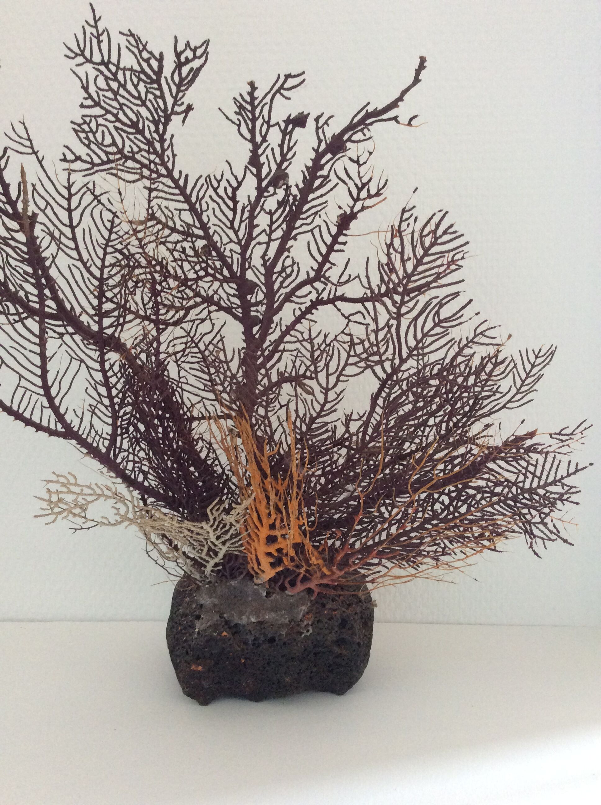 Coral vintage Gorgon