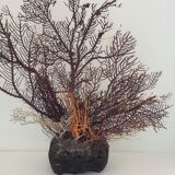 Coral vintage Gorgon