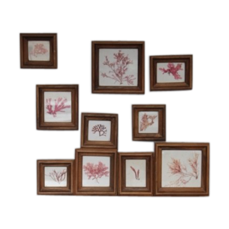 True alguier in walnut frame France 1960