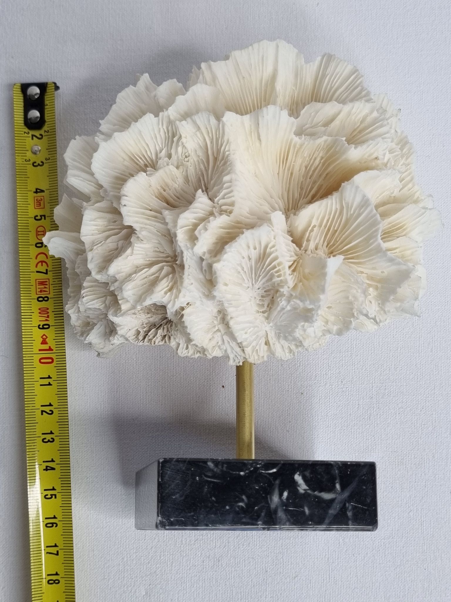 Old white coral on black veined marble base, 16 cm