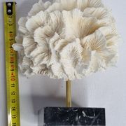 Old white coral on black veined marble base, 16 cm