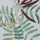 Illustration botanique