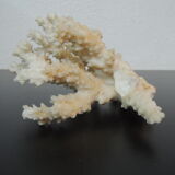 Branche de corail