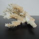 Coral branch