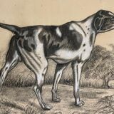 French Charcoal and white chalk drawing "English Pointer Dog Portrait",  1890s