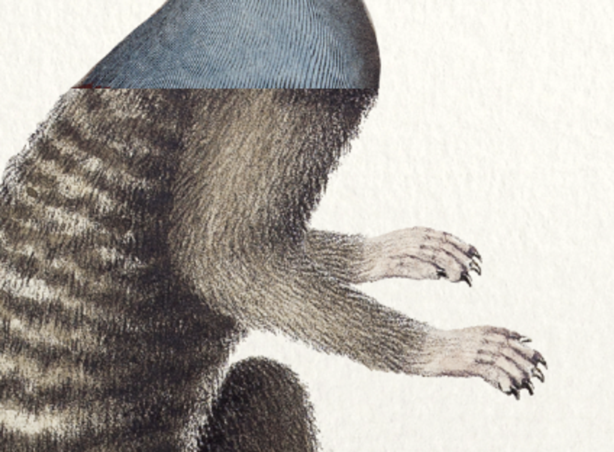 Chimera lithograph engraving animal - the marmoset