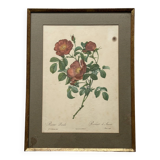 Pink botanical lithograph