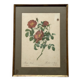 Lithographie botanique rose