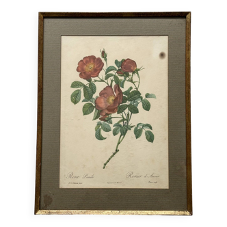 Pink botanical lithograph