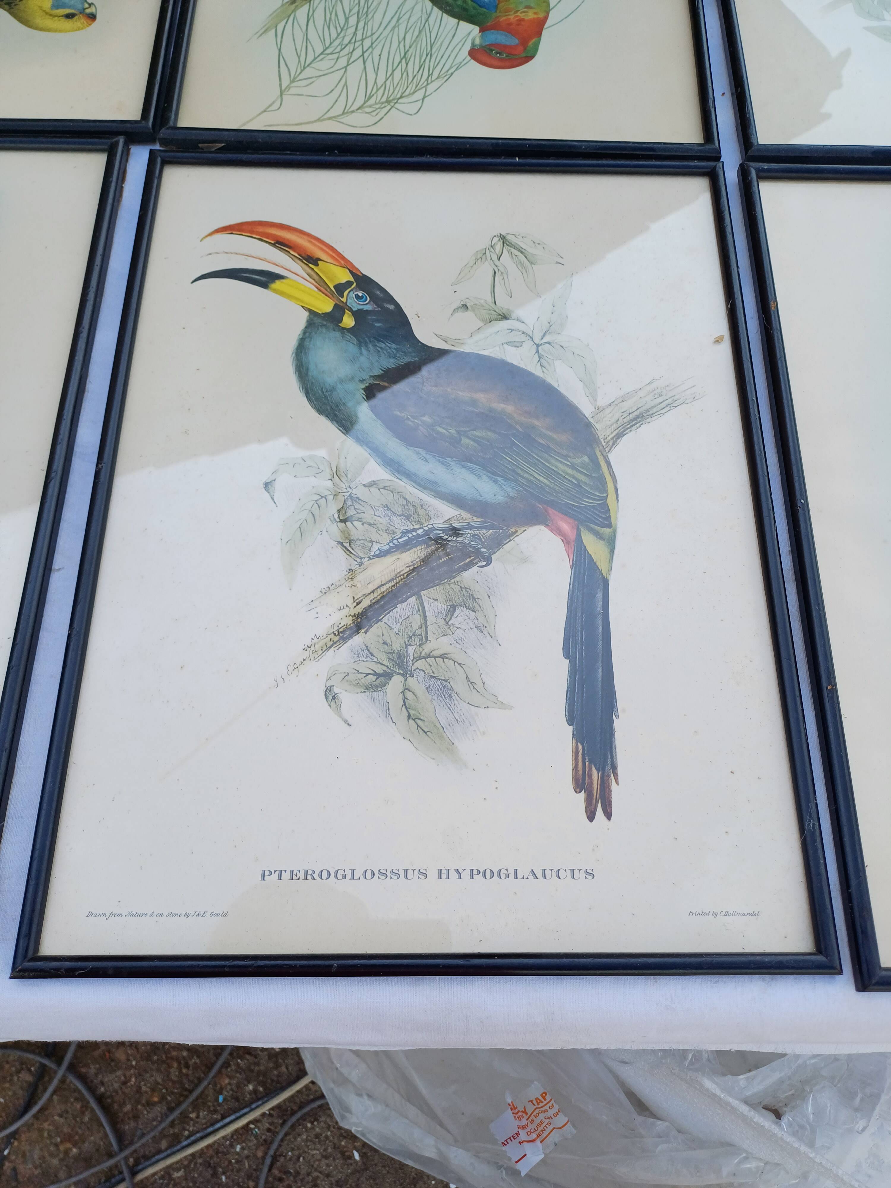 12 Lithographs “Birds of the World”