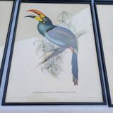12 Lithographs “Birds of the World”