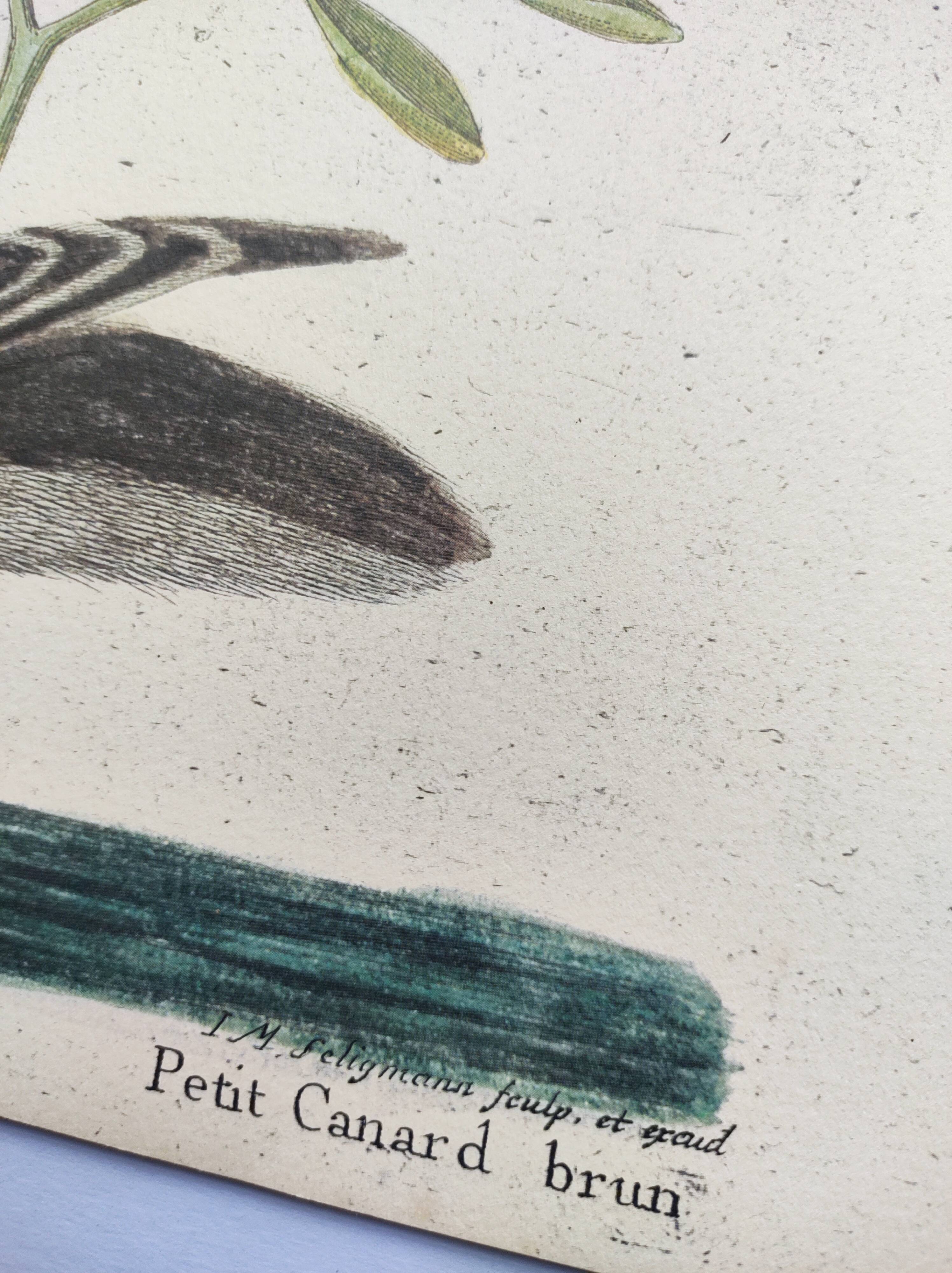 Antique bird engraving - Brown Duck - Seligmann plate nature image