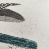 Antique bird engraving - Brown Duck - Seligmann plate nature image