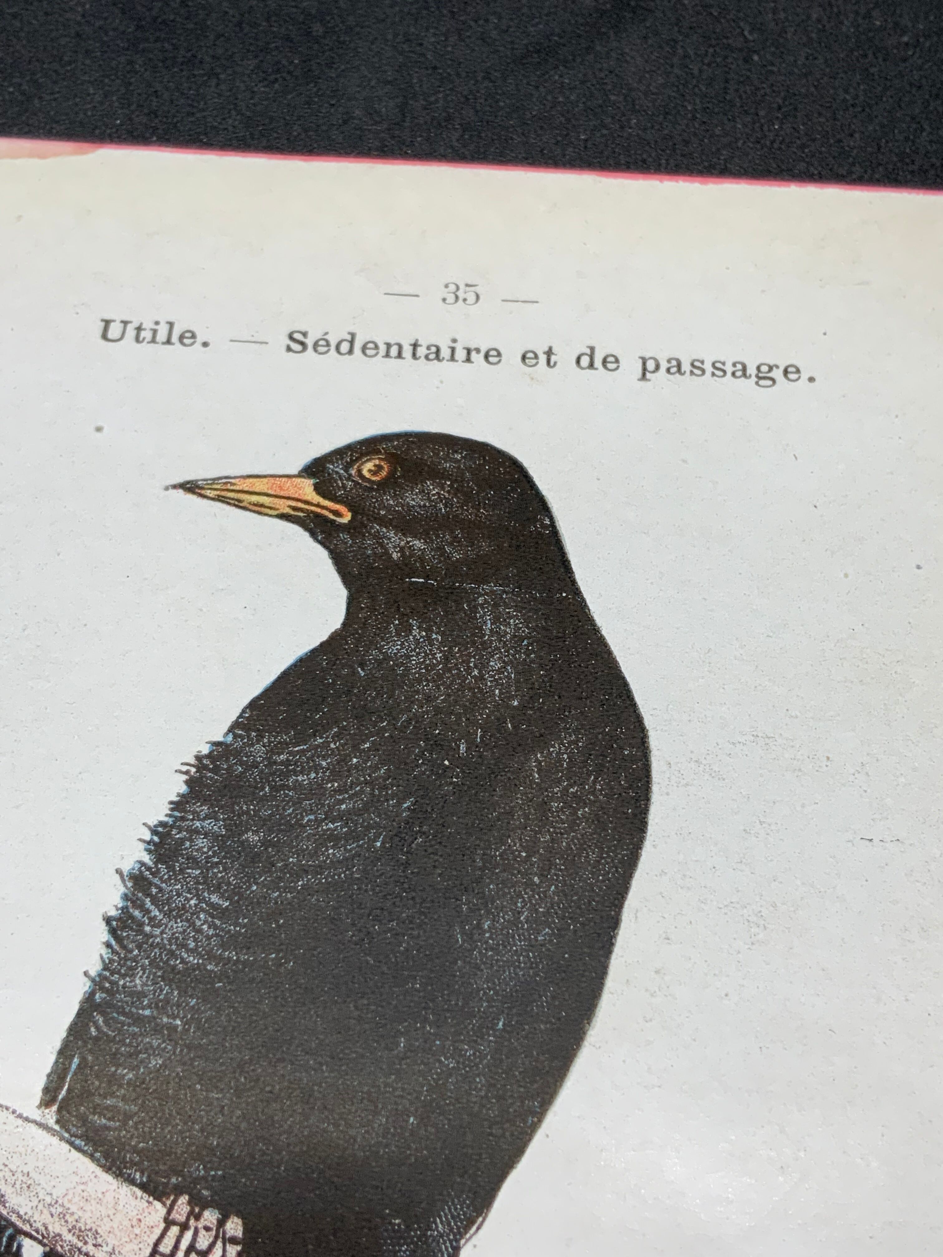 Planche naturaliste ancienne oiseaux gravure double face ouvrage 1908 G. Denise