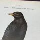 Planche naturaliste ancienne oiseaux gravure double face ouvrage 1908 G. Denise