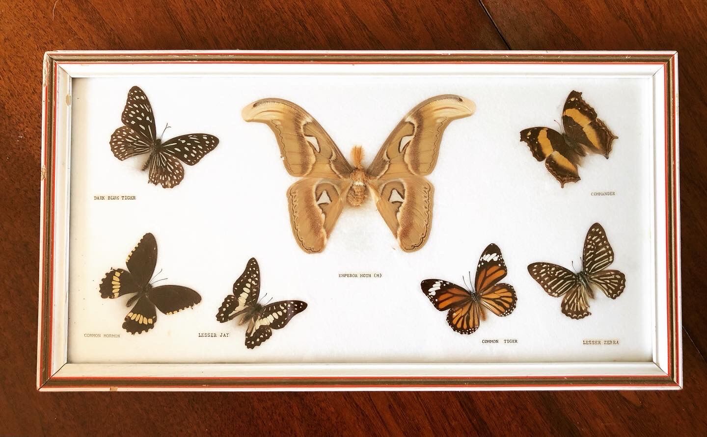 Stuffed butterflies frame