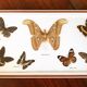Stuffed butterflies frame
