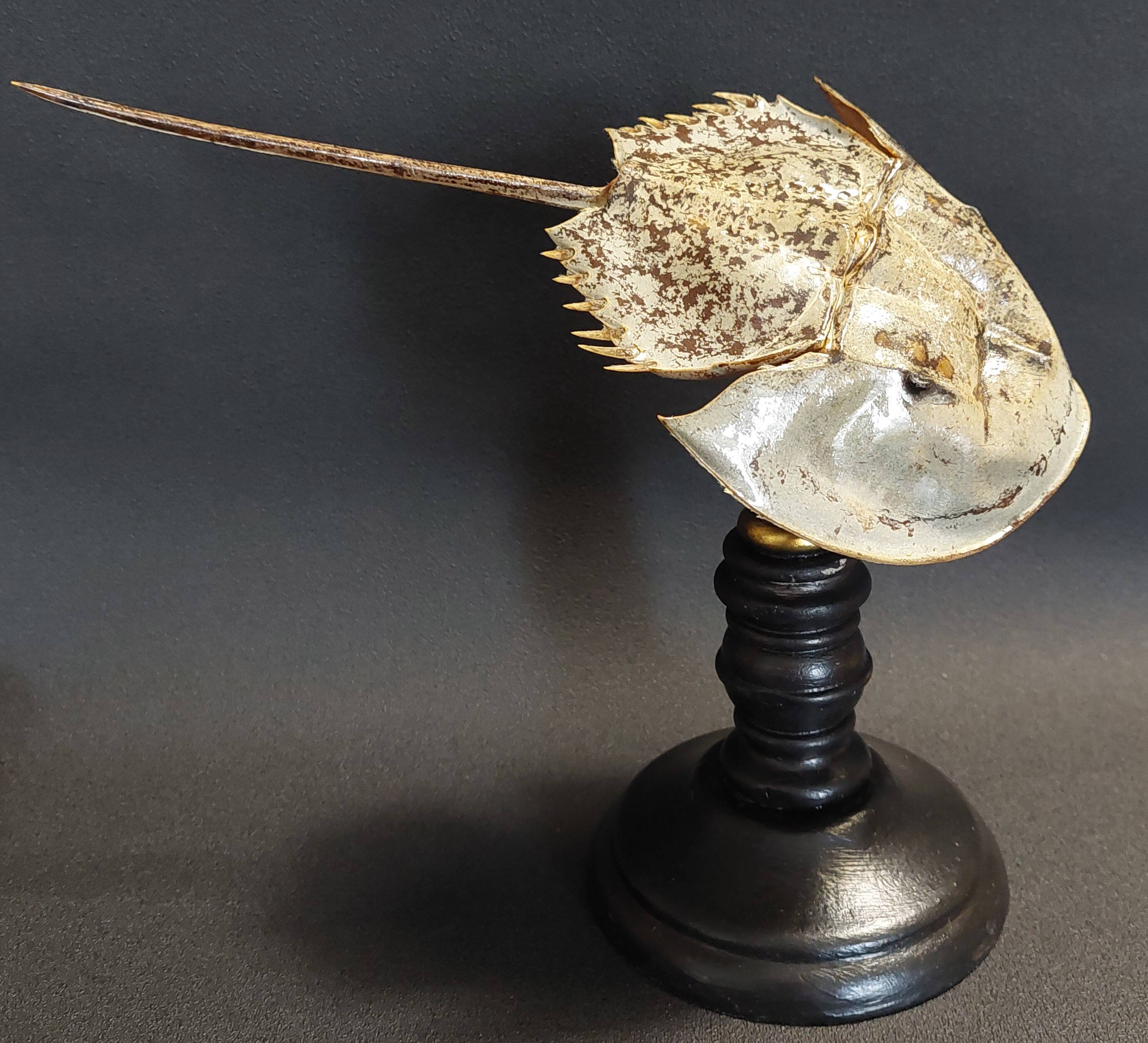 Cabinet de Curiosités limule limulus polyphemus sur socle
