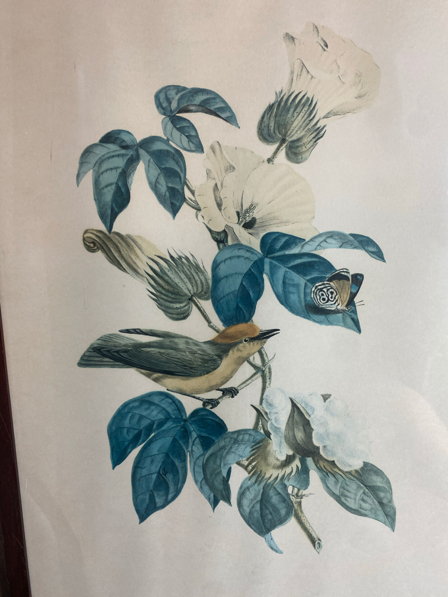 Zoological poster, engraving, of a Ruby-crowned Kinglet, Descourtilz