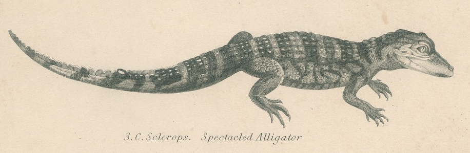 Antique engraving on reptiles: showing various crocodiles, Pl 2, 1828