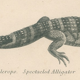 Antique engraving on reptiles: showing various crocodiles, Pl 2, 1828