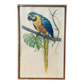 Old engraving of a parrot