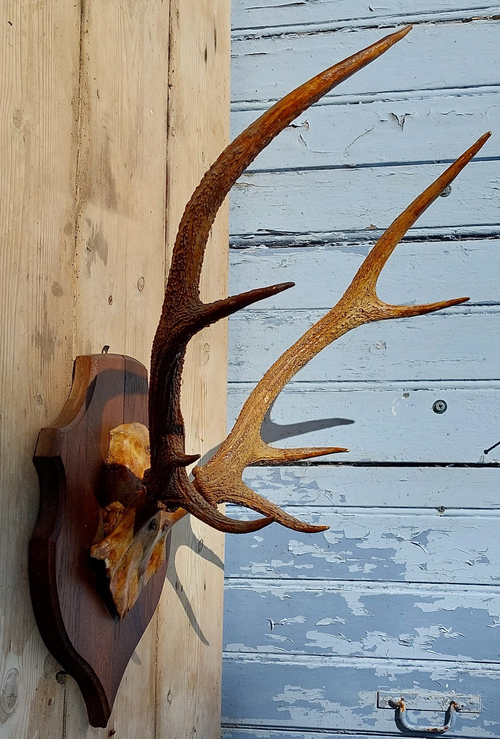 Deer massacre trophy